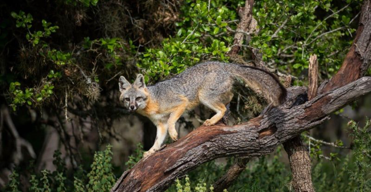 15 Iconic Animals That Inhabit The Diverse Appalachian Region