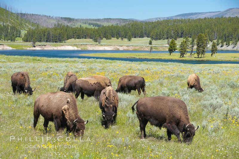 Majestic Bison – America's Largest Land Mammal