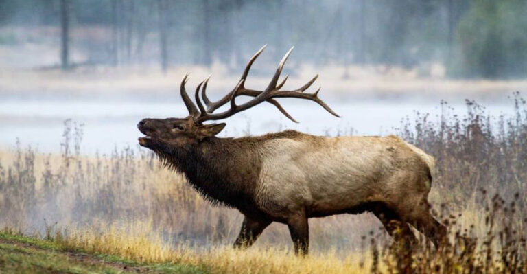 15 Iconic Animals That Make Wyoming A True Wildlife Paradise