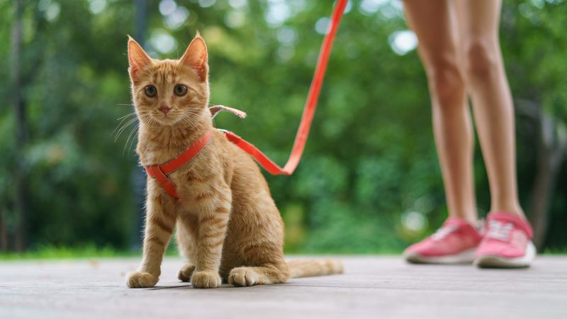 Cats Hate Leash Walking