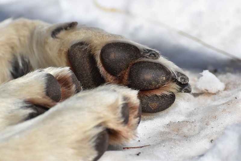 Wolves Have Built-In Snow Boots