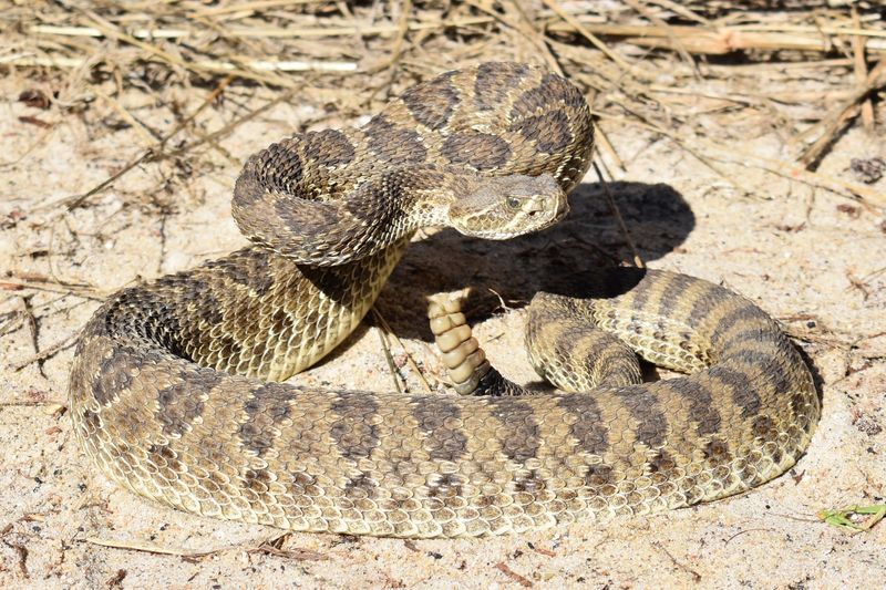 The Silent Hunter: Prairie Rattlesnake
