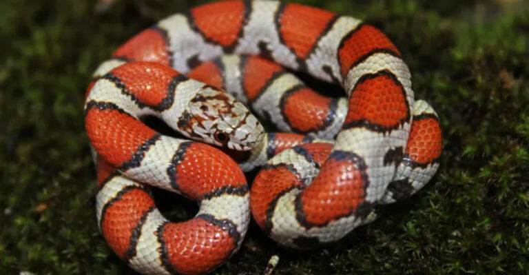 15 Iowa Snakes - Which Are Venomous?