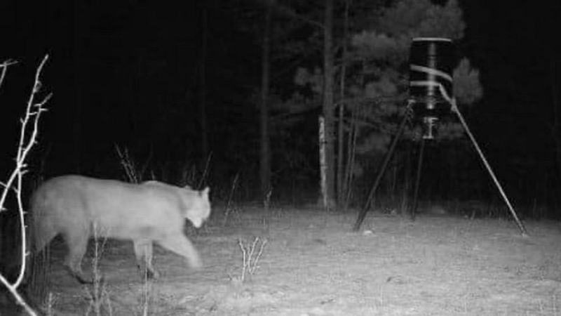 Rare But Present Visitors