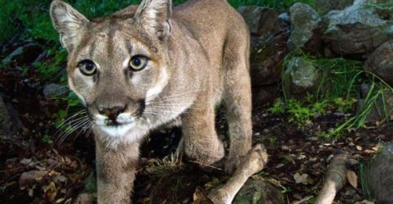 15 Key Facts You Should Know About Mountain Lions In Oklahoma