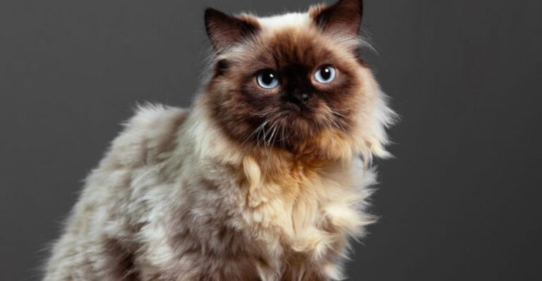 15 Longhaired Cat Breeds With Show-Stopping Coats