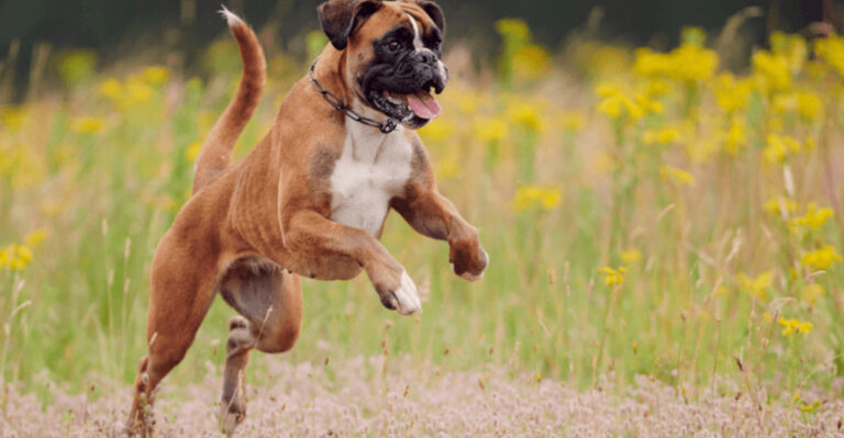 15 Loving Dog Breeds That Will Brighten Your Day (And 5 That Are A Bit Grumpy)