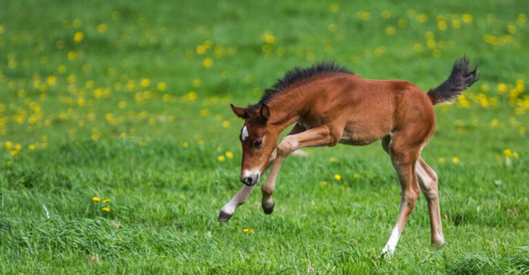 15 Milestones In Baby Animals That Reflect Human Growth