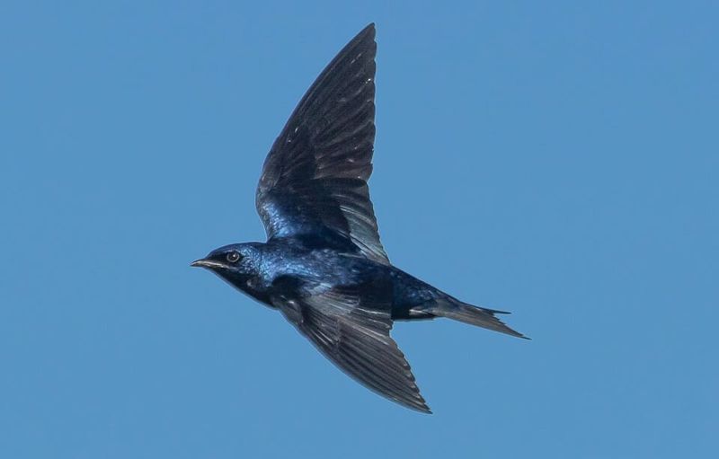 Purple Martins: Aerial Mosquito Hunters