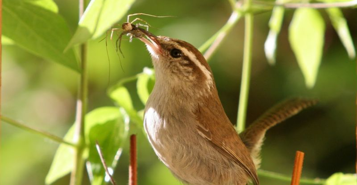 15 Mosquito-Fighting Birds That Help Control Pests Naturally