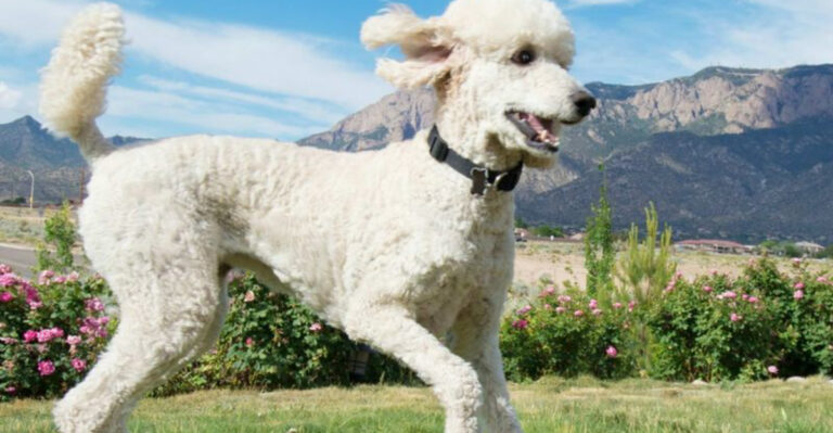15 Most Beloved Dog Breeds Across The Nation
