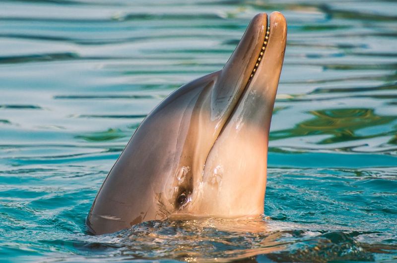 Bottlenose Dolphins: Nature's Ocean Geniuses