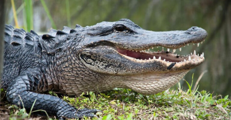 15 Most Intriguing Questions About U.S. Wildlife Answered