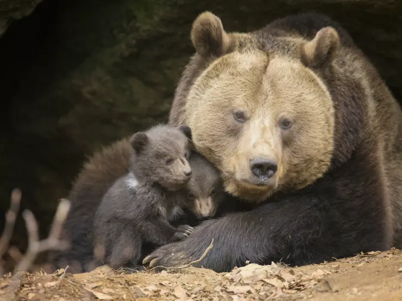 Do Bears Really Hibernate All Winter?