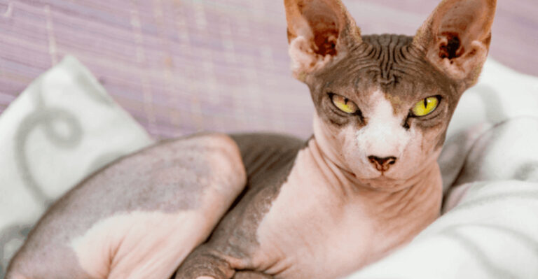 15 Most Popular Cat Names That Perfectly Match Their Breed