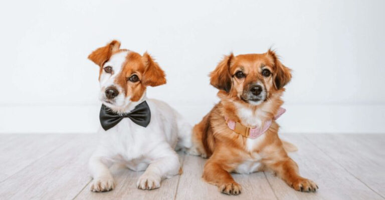 15 Must-Know Differences Between Male And Female Dogs You Should Consider Before Adopting