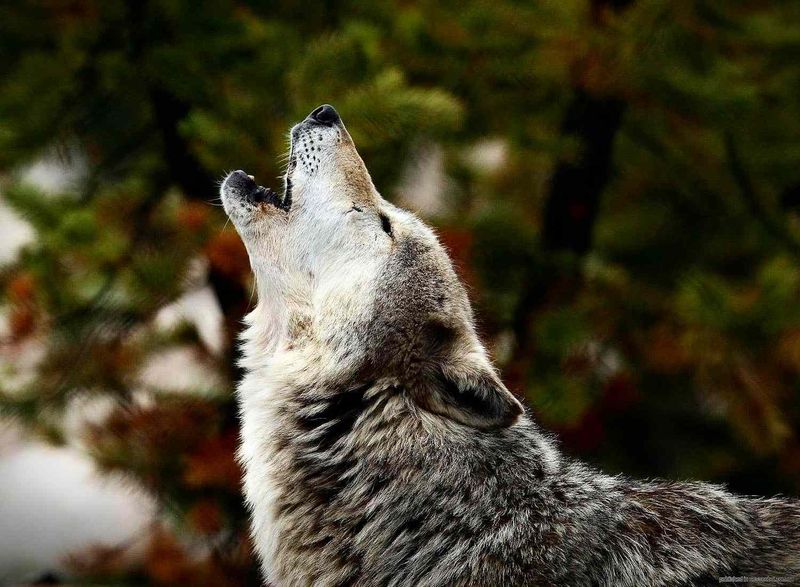 Wolves Don't Actually Howl At The Moon