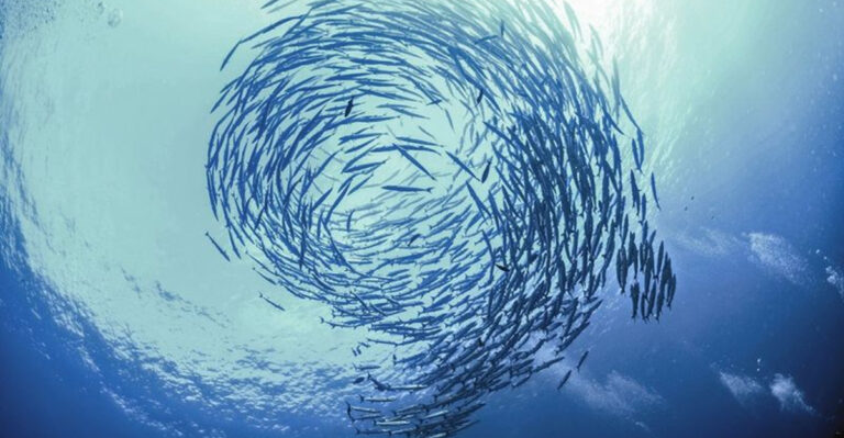 15 Natural Phenomena That Only Animals Understand