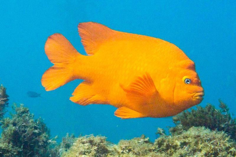 Garibaldi Fish