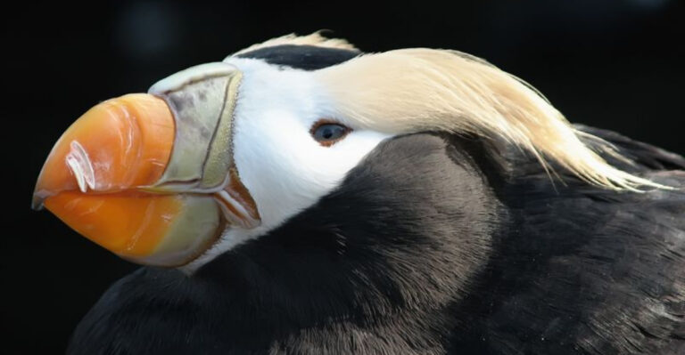 15 Ocean Animals Found Only Along The Pacific Coastline