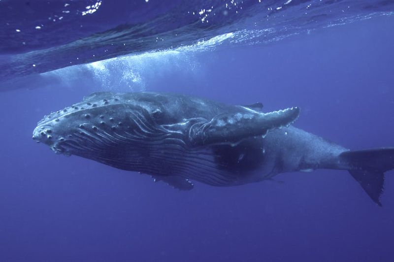 Blue Whales: The Gentle Carbon Captors