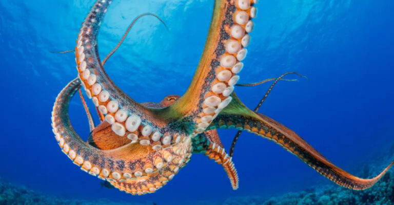 15 Ocean Giants That Play A Vital Role In Marine Life Around The World