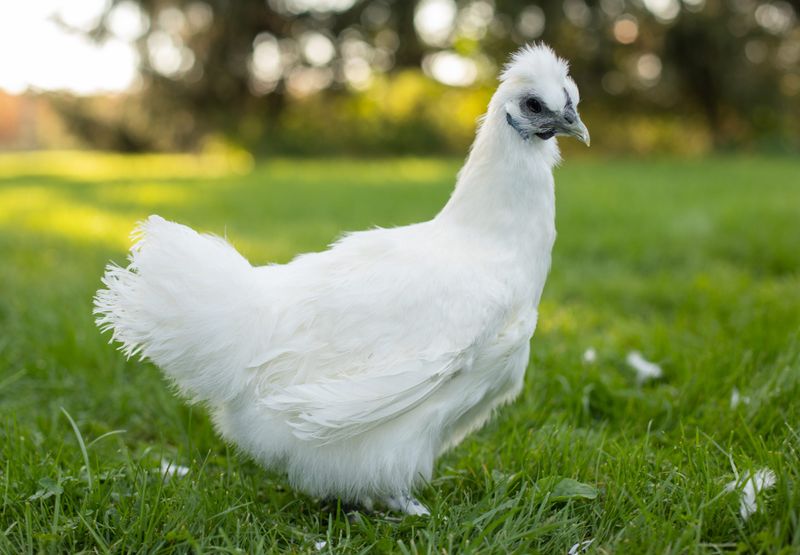 Silkie Showstoppers