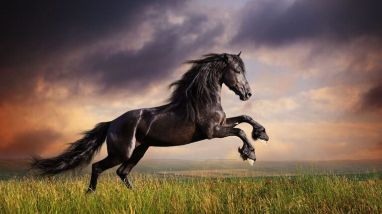 15 Of The Most Graceful Horse Breeds In The World