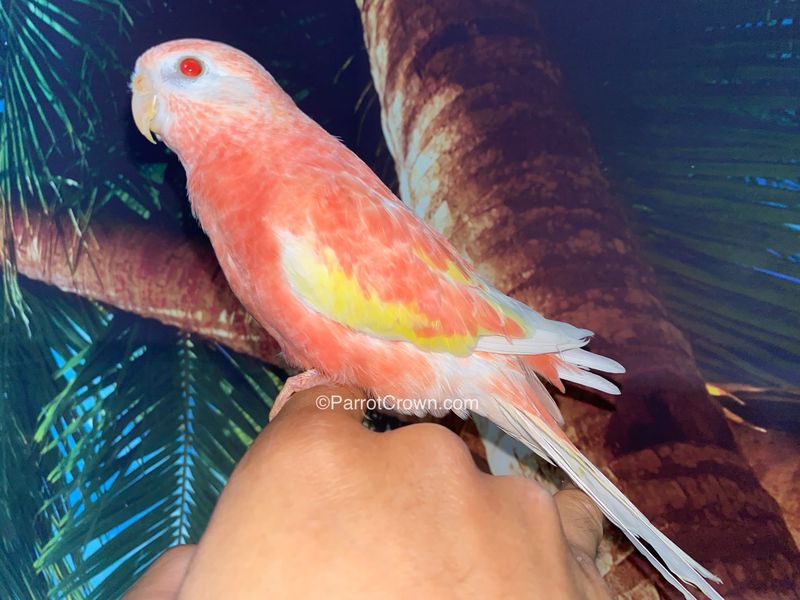 Bourke's Parakeet