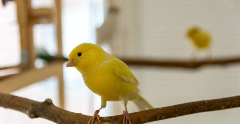 15 Pet Birds That Can Be Kept Outside A Cage