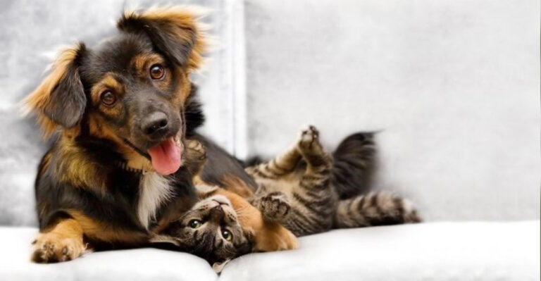 15 Pet Trends Millennials Avoid