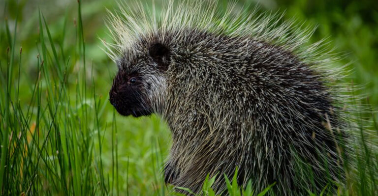 15 Quirky Facts About The North American Porcupine You Probably Never Knew