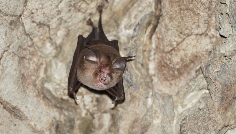 Kitti's Hog-Nosed Bat - The Bumblebee Bat