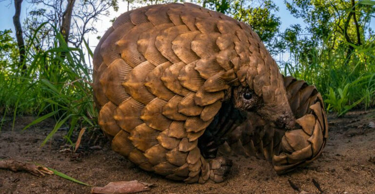 15 Rare Mammals That Are The Most Difficult To See In The Wild