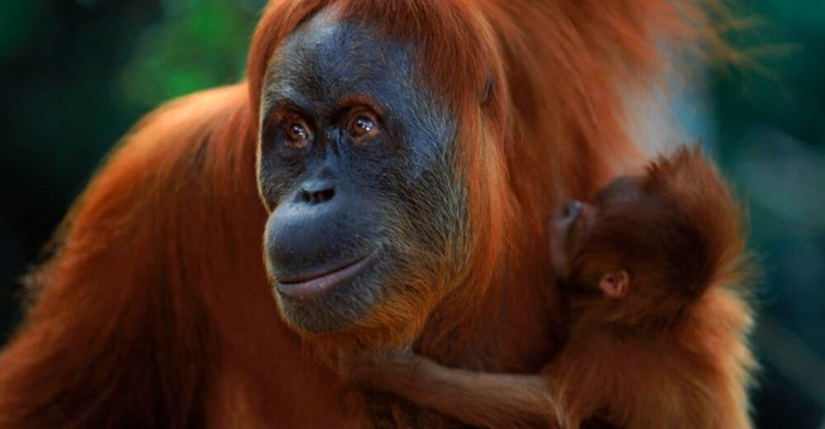 15 Rare Wildlife Species You’ll Want To See (Because Your Grandchildren May Never Get To)