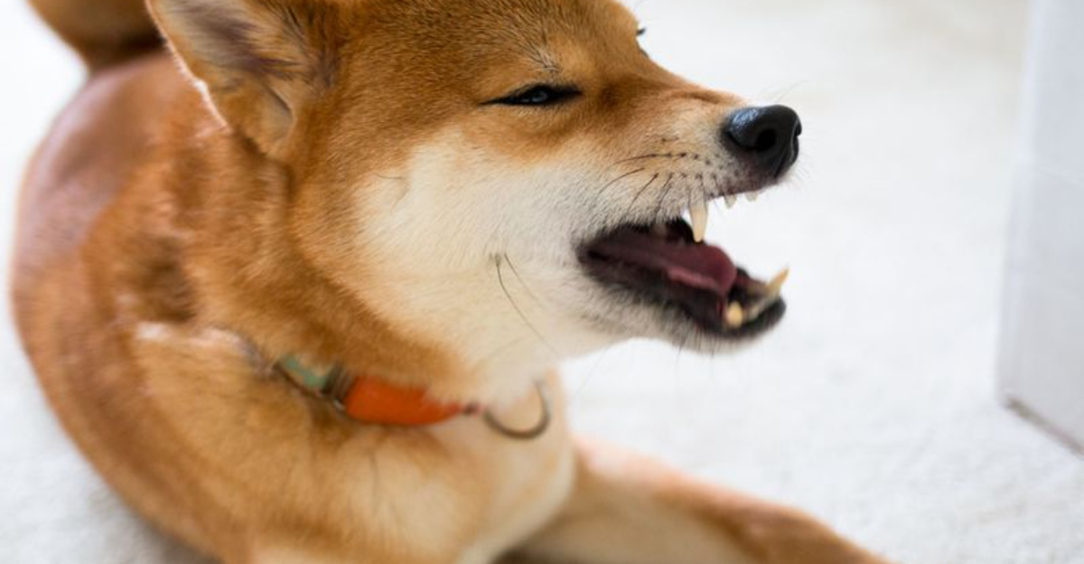 15 Reactive Dogs That Are A Danger To Your Other Pets