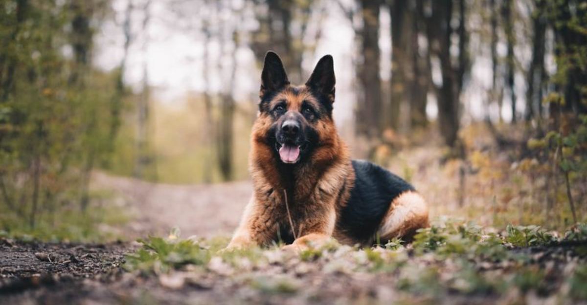 15 Reasons A German Shepherd May Not Suit You