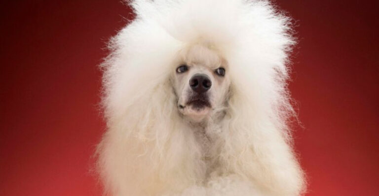 15 Reasons Not To Get A Poodle