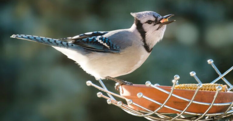 15 Reasons Some Bird Feeders Attract More Visitors