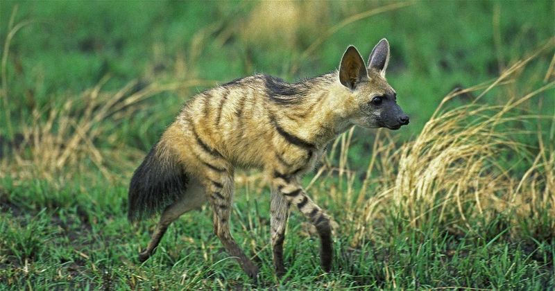 The Aardwolf's Diet: Not A Carnivore