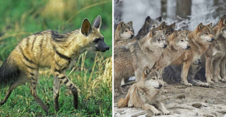 15 Reasons The Aardwolf Is Nothing Like A Wolf (Despite Its Name)