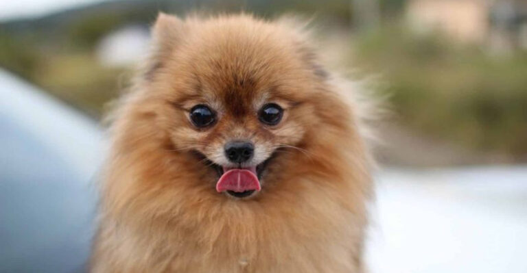 15 Reasons The Pomeranian Might Be The Perfect Dog For Your Lifestyle