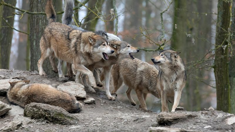 Pack Mentality Creates Strength