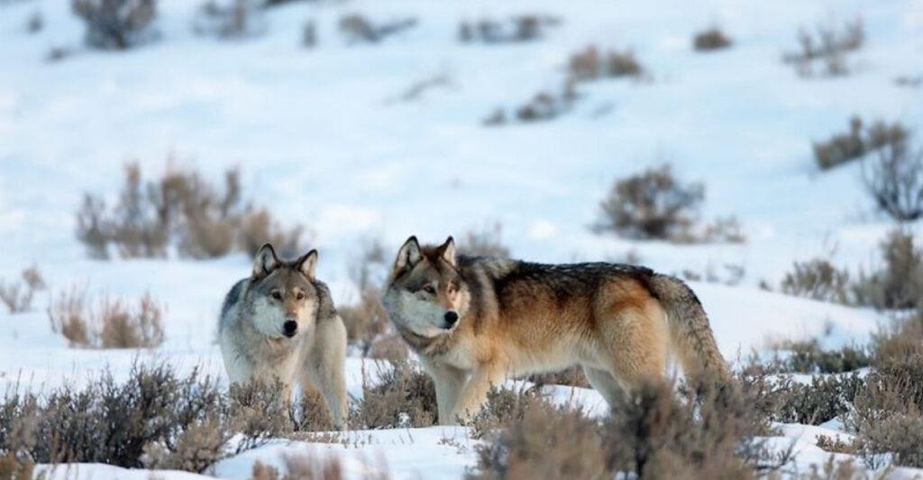 Long Riston Wolves 15 Reasons Why Wolves Have Survived In America For So Long