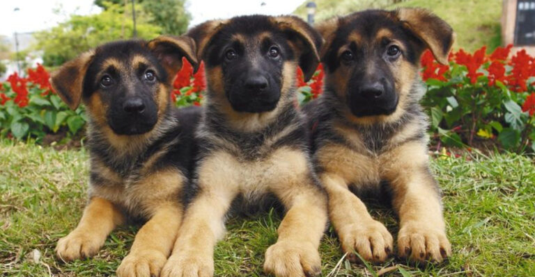 15 Reasons Why You Should Not Adopt A German Shepherd Puppy