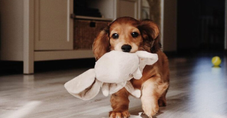 15 Rescued Dog Breeds That Will Always Be Grateful For Their Second Chance (And 4 That Aren’t As Moved)