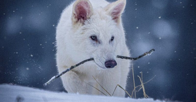 15 Serious Questions Surrounding The De-Extinction Of The Dire Wolf