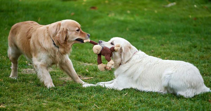 Labrador Retrievers: The Social Butterflies