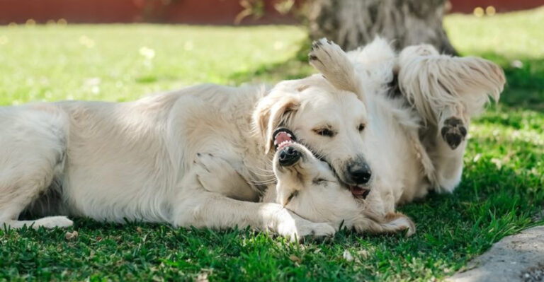 15 Shelter Dog Breeds That Thrive With Other Dogs And Are Ready For A Loving Home