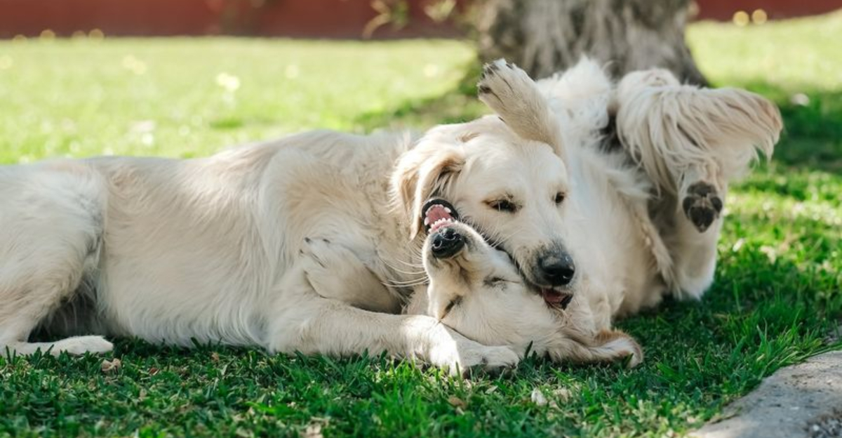 15 Shelter Dog Breeds That Thrive With Other Dogs And Are Ready For A Loving Home